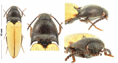 Ampedus sp.